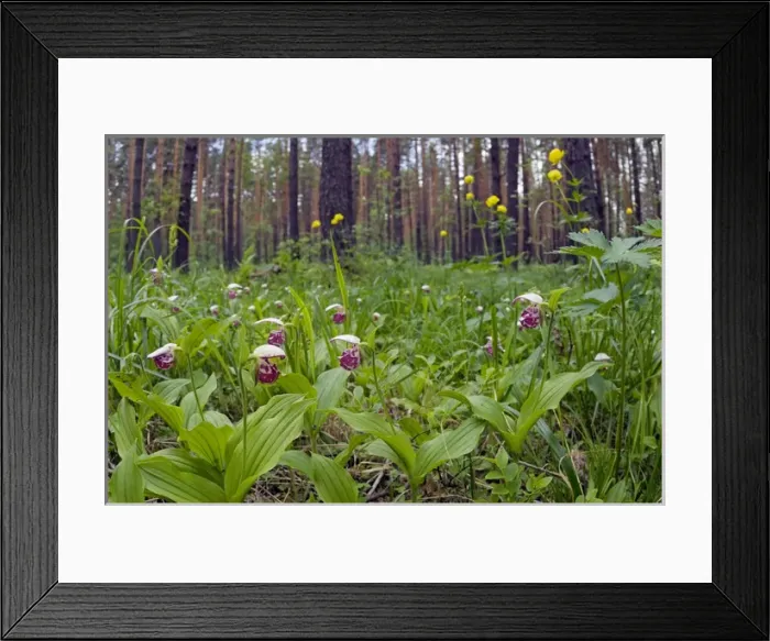 Framed Print : Spotted Ladys Slipper Orchid - flowering wild Framed Print : Spotted Ladys Slipper Orchid - flowering wild