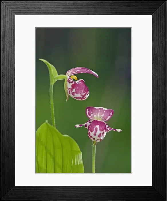 Framed Print : Spotted Ladys Slipper Orchid - flowering wild plants Framed Print : Spotted Ladys Slipper Orchid - flowering wild plants