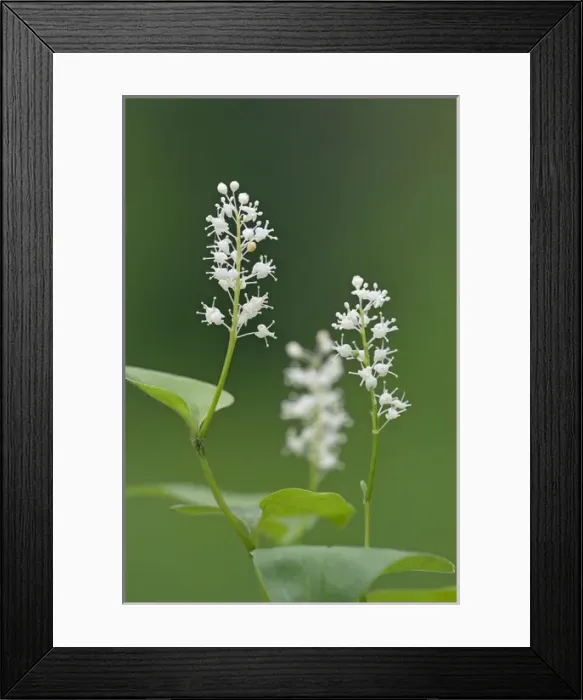 Framed Print : False lily of the valley - May lily - flowering Framed Print : False lily of the valley - May lily - flowering