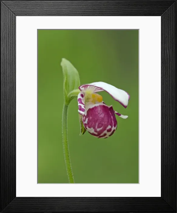 Framed Print : Spotted Ladys Slipper orchid - flowering wild plant Framed Print : Spotted Ladys Slipper orchid - flowering wild plant