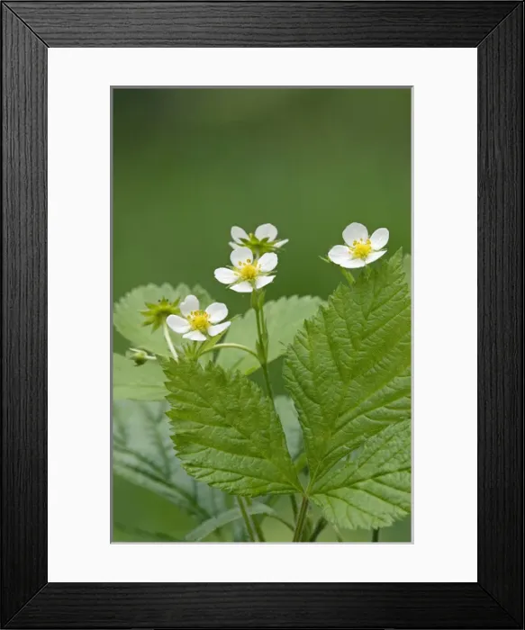 Framed Print : Wild Strawberries / Woodland / European Strawberry Framed Print : Wild Strawberries / Woodland / European Strawberry