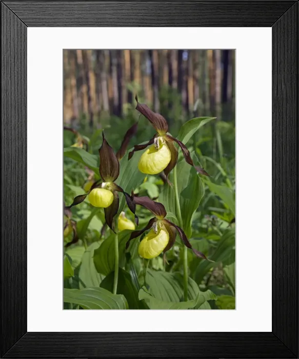 Framed Print : Lady Slipper Orchid - flowering wild - plants Framed Print : Lady Slipper Orchid - flowering wild - plants