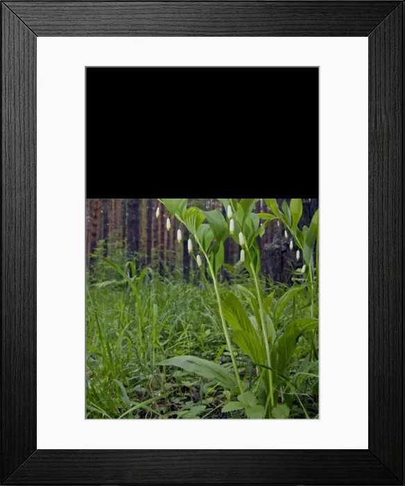 Framed Print : Angular Solomon - seal / Scented Solomon - seal Framed Print : Angular Solomon - seal / Scented Solomon - seal