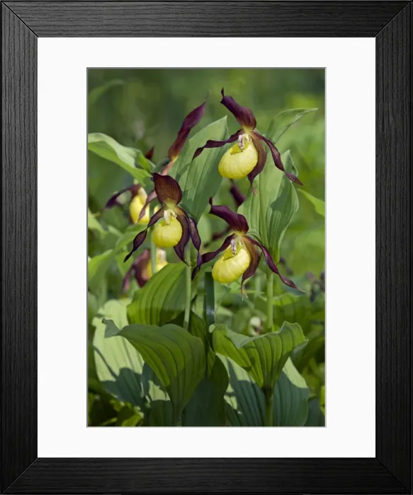 Framed Print : Ladys - slipper Orchid - flowering wild - plants Framed Print : Ladys - slipper Orchid - flowering wild - plants