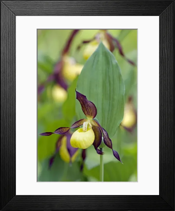 Framed Print : Lady Slipper Orchid - flowering wild plant Framed Print : Lady Slipper Orchid - flowering wild plant