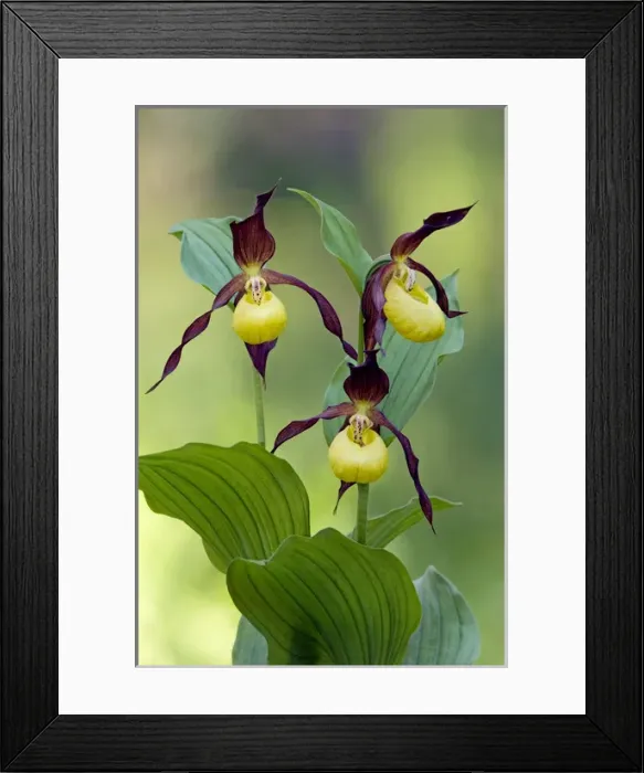 Framed Print : Ladys - slipper Orchid - flowering wild plant Framed Print : Ladys - slipper Orchid - flowering wild plant