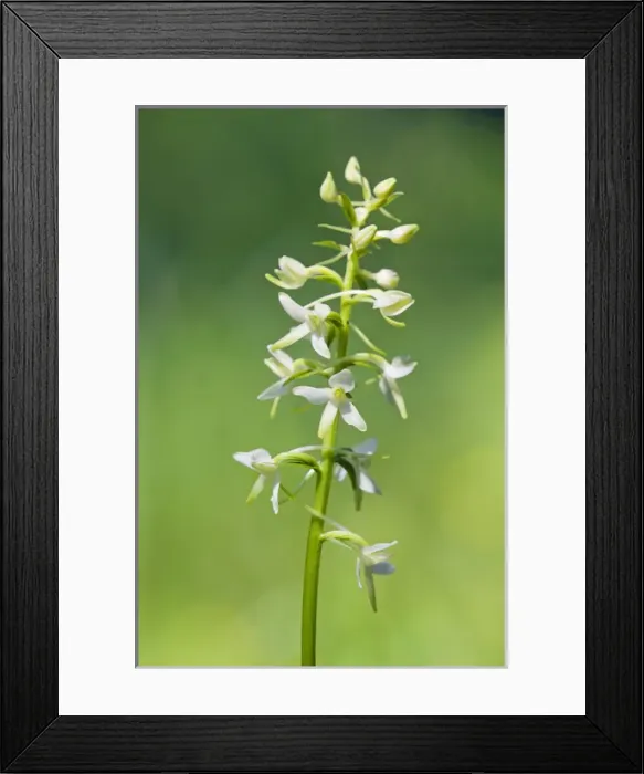 Framed Print : Lesser Butterfly-Orchid - flowering wild plant Framed Print : Lesser Butterfly-Orchid - flowering wild plant