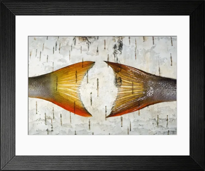 Framed Print : European Perch - two fish-tails placed on a birch-tree Framed Print : European Perch - two fish-tails placed on a birch-tree