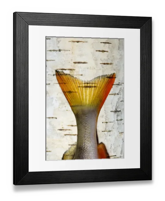 Framed Print : European Perch - single fish-tail placed on a birch-tree Framed Print : European Perch - single fish-tail placed on a birch-tree