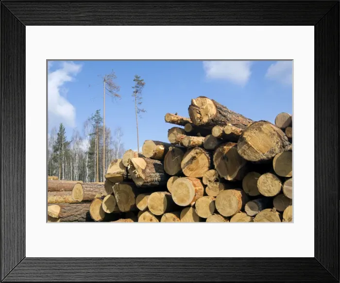 Framed Print : Stacked Pine Logs - left on a logging site for Framed Print : Stacked Pine Logs - left on a logging site for