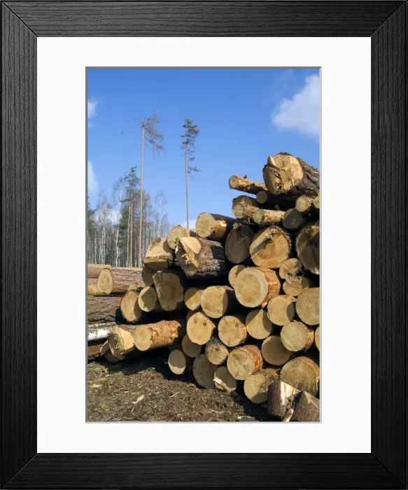 Framed Print : Stacked Pine Logs - left on a logging site for Framed Print : Stacked Pine Logs - left on a logging site for