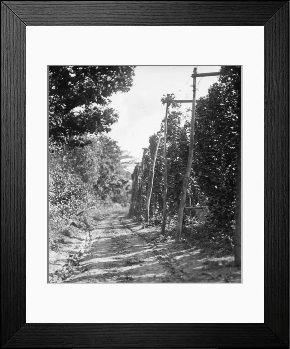 Framed Print : Hopfields - Lantern slide from the Boswell Collection Framed Print : Hopfields - Lantern slide from the Boswell Collection