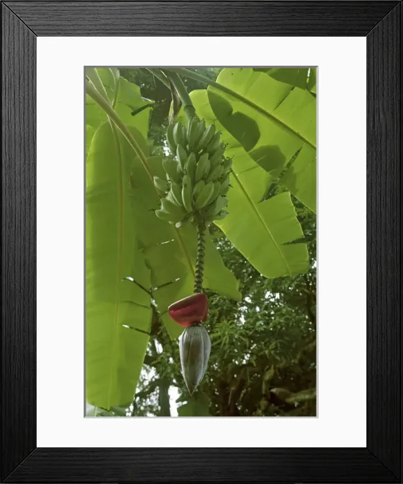 Framed Print : Bananas on tree Framed Print : Bananas on tree