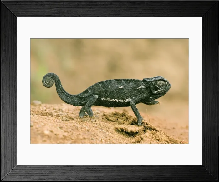 Framed Print : Chameleon (Chamaeleonidae family). Lake Tanganika, Tanzania, Africa Framed Print : Chameleon (Chamaeleonidae family). Lake Tanganika, Tanzania, Africa