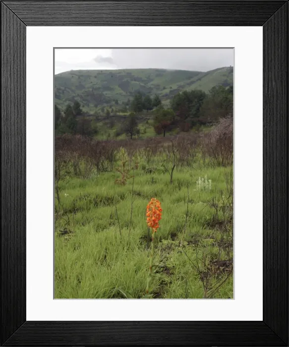 Framed Print : Endemic Plants - Tanzania Framed Print : Endemic Plants - Tanzania