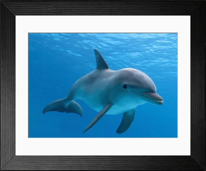 Framed Print : Bottlenose dolphin - underwater Framed Print : Bottlenose dolphin - underwater