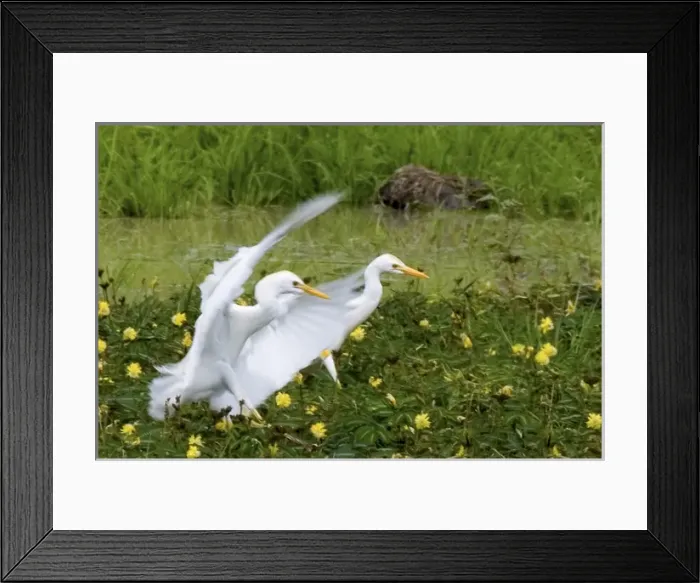 Framed Print : Cattle Egrets Framed Print : Cattle Egrets
