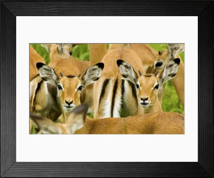 Framed Print : Impala - Katavi National Park Framed Print : Impala - Katavi National Park