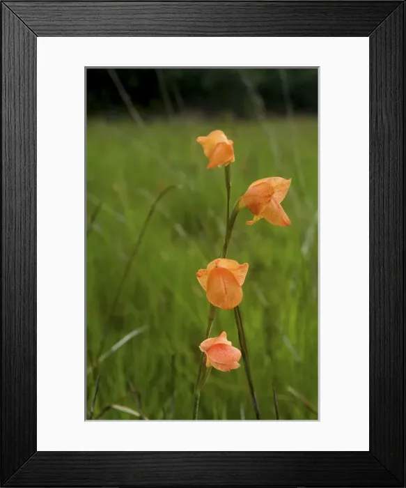 Framed Print : Wild Flower Framed Print : Wild Flower