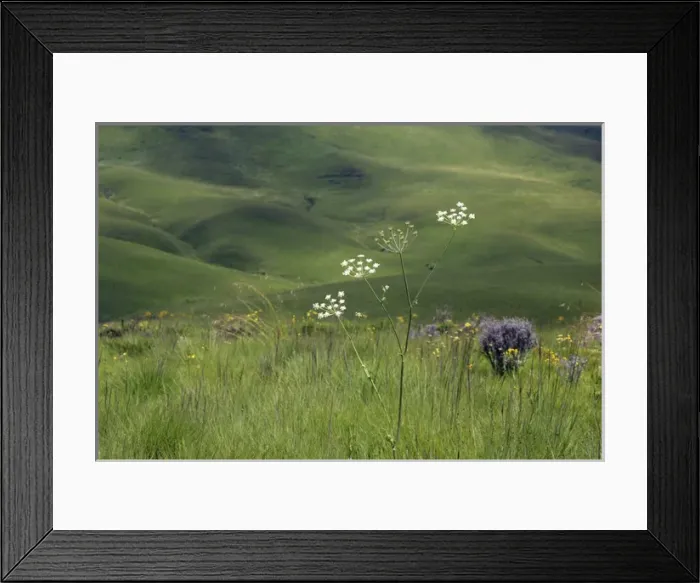 Framed Print : Endemic Plants - Tanzania Framed Print : Endemic Plants - Tanzania