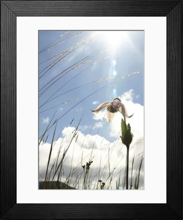 Framed Print : Endemic Plants - Tanzania Framed Print : Endemic Plants - Tanzania