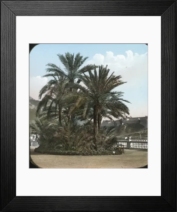 Framed Print : Italy - Palm trees Framed Print : Italy - Palm trees