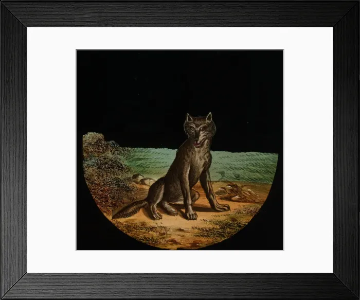 Framed Print : Illustration of a sitting wolf Framed Print : Illustration of a sitting wolf