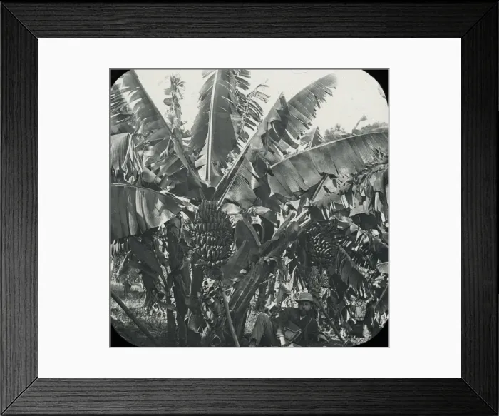 Framed Print : Visit to Madeira - Banana trees and Fruit Framed Print : Visit to Madeira - Banana trees and Fruit