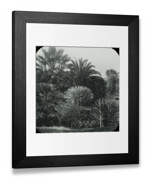 Framed Print : Visit to Madeira - View in the Public Gardens Framed Print : Visit to Madeira - View in the Public Gardens