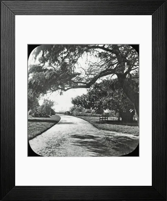 Framed Print : Sydney, Australia - Botanical Gardens Framed Print : Sydney, Australia - Botanical Gardens