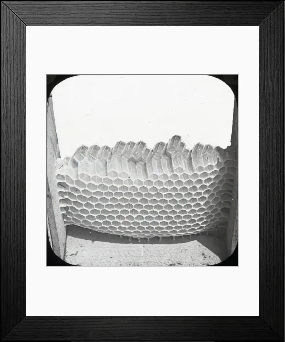 Framed Print : Beekeeping Lantern Slide series Framed Print : Beekeeping Lantern Slide series