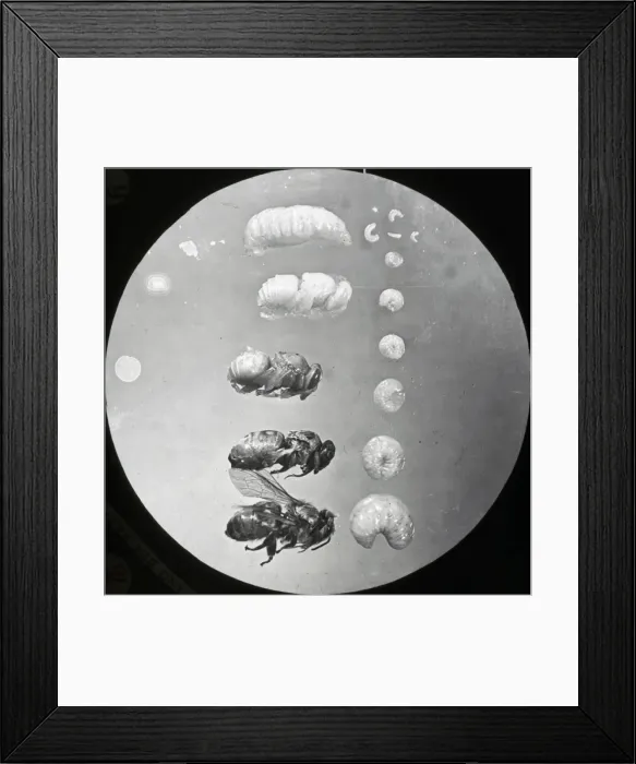 Framed Print : Beekeeping Lantern Slide series Framed Print : Beekeeping Lantern Slide series