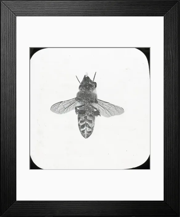 Framed Print : Beekeeping Lantern Slide series Framed Print : Beekeeping Lantern Slide series