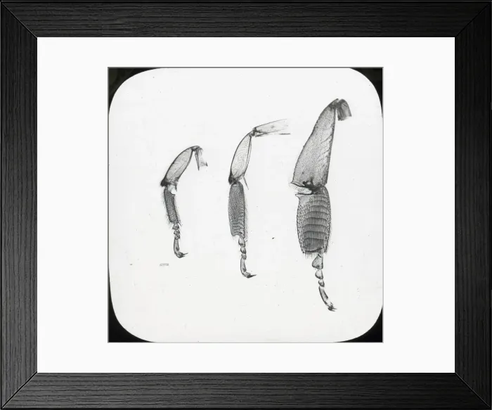 Framed Print : Beekeeping Lantern Slide series Framed Print : Beekeeping Lantern Slide series