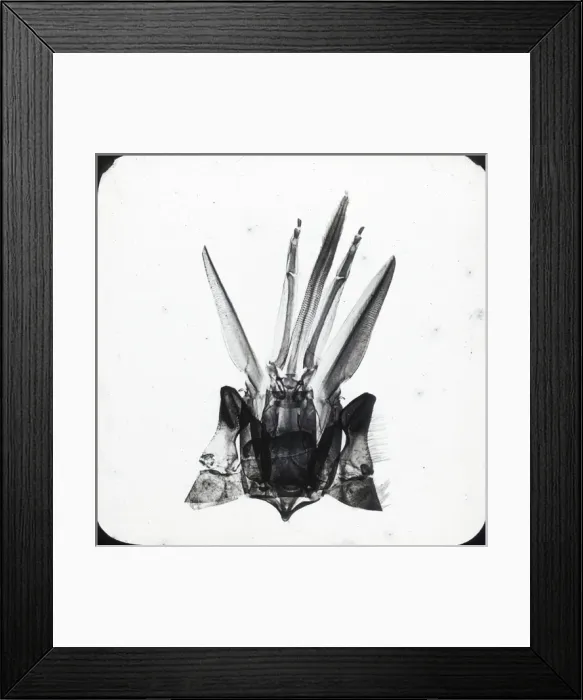 Framed Print : Beekeeping Lantern Slide series Framed Print : Beekeeping Lantern Slide series