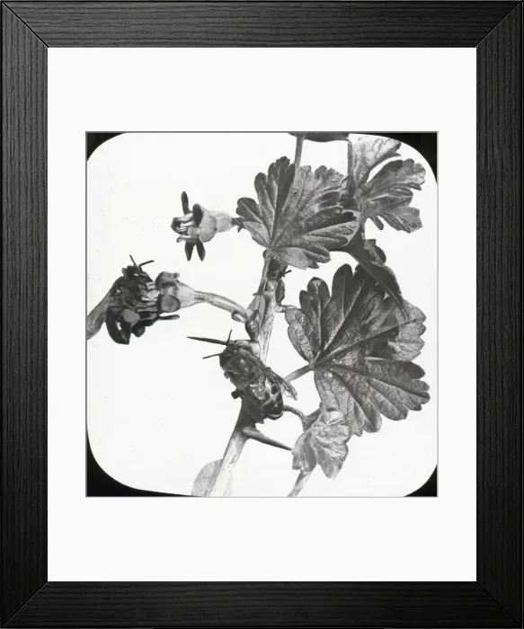 Framed Print : Beekeeping Lantern Slide series Framed Print : Beekeeping Lantern Slide series