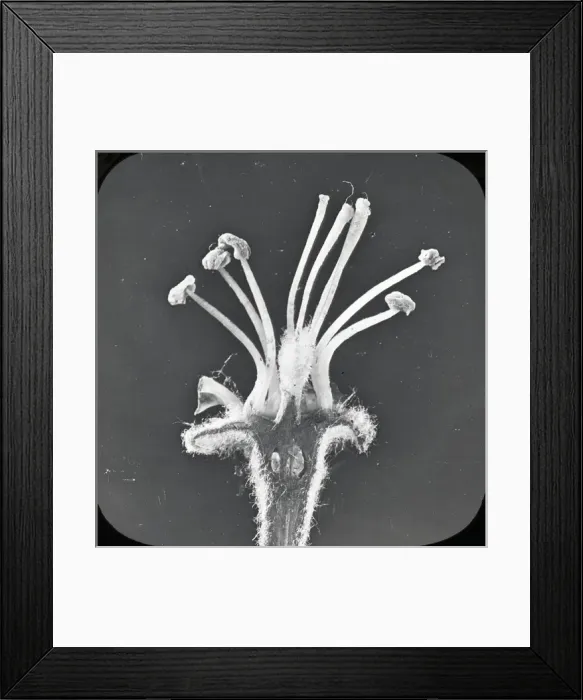 Framed Print : Beekeeping Lantern Slide series Framed Print : Beekeeping Lantern Slide series