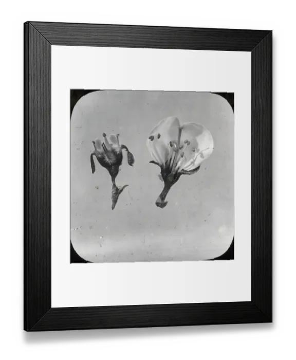 Framed Print : Beekeeping Lantern Slide series Framed Print : Beekeeping Lantern Slide series