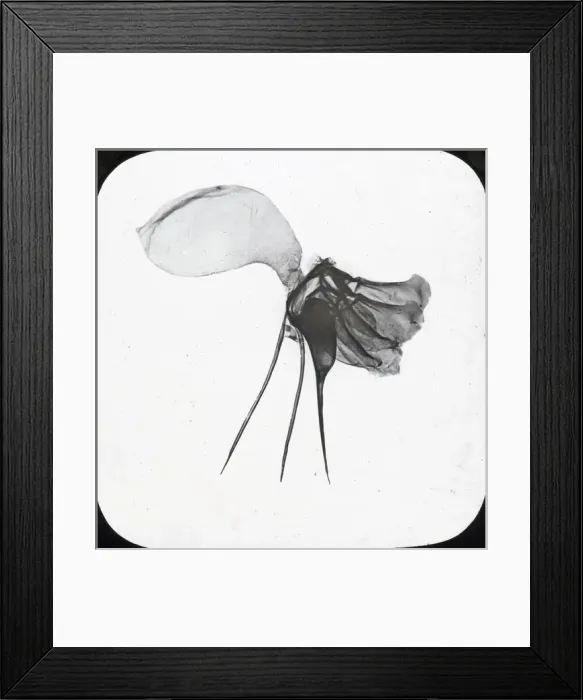 Framed Print : Beekeeping Lantern Slide series Framed Print : Beekeeping Lantern Slide series