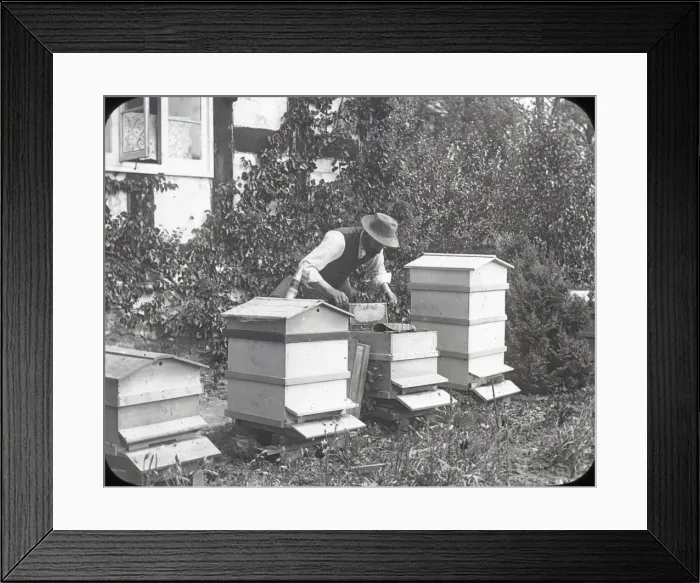 Framed Print : Beekeeping Lantern Slide series Framed Print : Beekeeping Lantern Slide series
