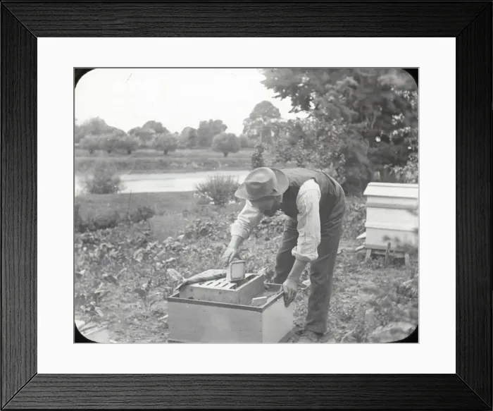 Framed Print : Beekeeping Lantern Slide series Framed Print : Beekeeping Lantern Slide series