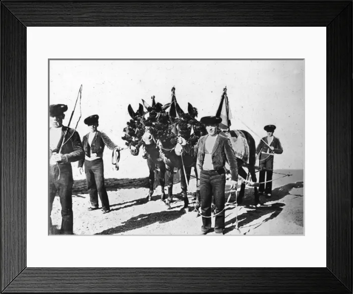Framed Print : Spain - Team of mules used for dragging out the slain bull Framed Print : Spain - Team of mules used for dragging out the slain bull