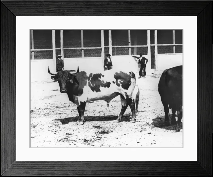 Framed Print : Spain - A Bull bred for the arena (piebald) - from Life Framed Print : Spain - A Bull bred for the arena (piebald) - from Life