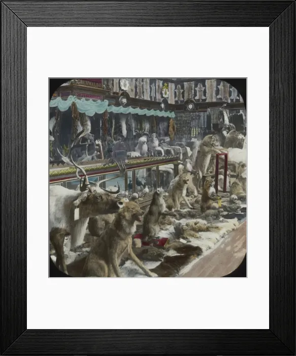 Framed Print : Paris Exhibition 1900 - Stuffed Animals and Pelts Framed Print : Paris Exhibition 1900 - Stuffed Animals and Pelts