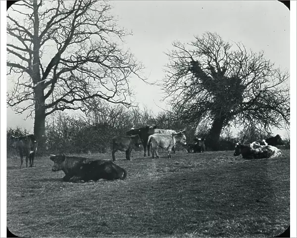 British Country Scene - Cattle in the field