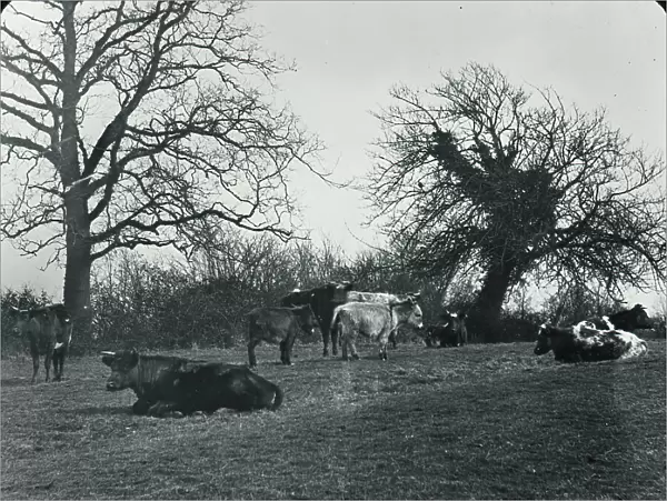British Country Scene - Cattle in the field