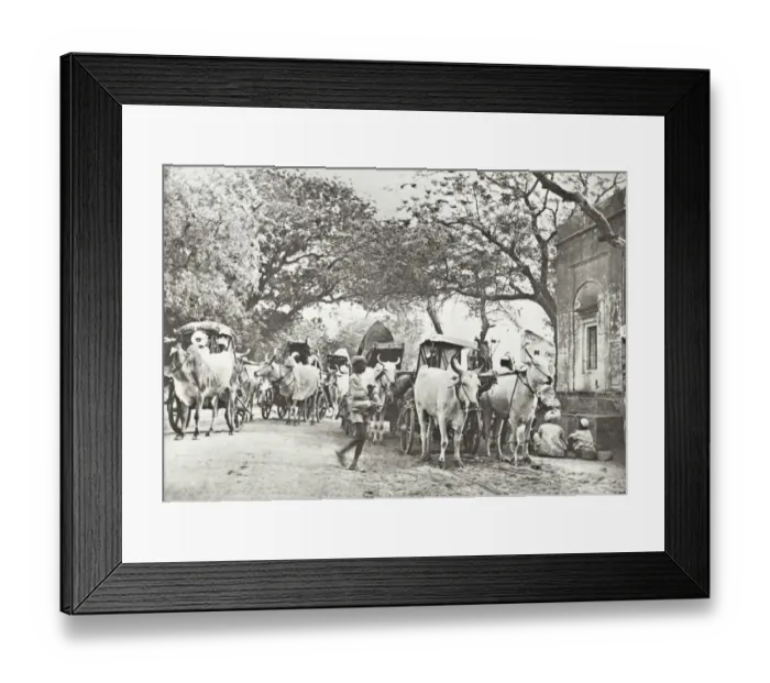 Framed Print : India - caravan of Bullock Ekkas on the plains, Delhi Framed Print : India - caravan of Bullock Ekkas on the plains, Delhi