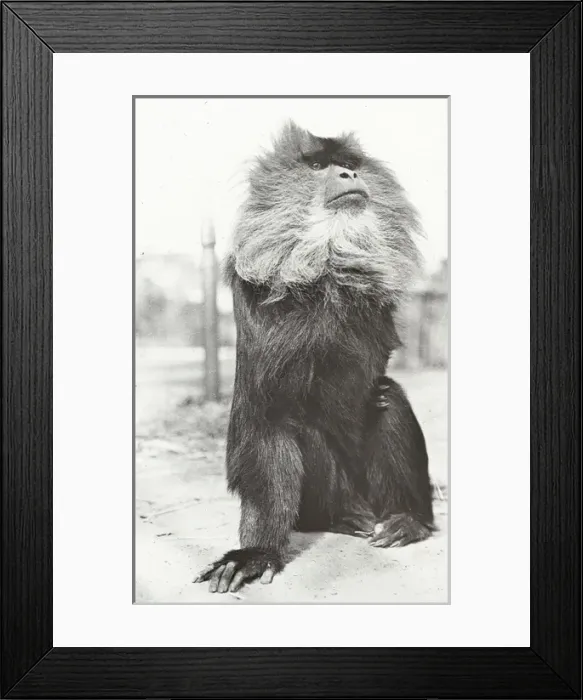 Framed Print : India - A Black Monkey, Jeypore Framed Print : India - A Black Monkey, Jeypore