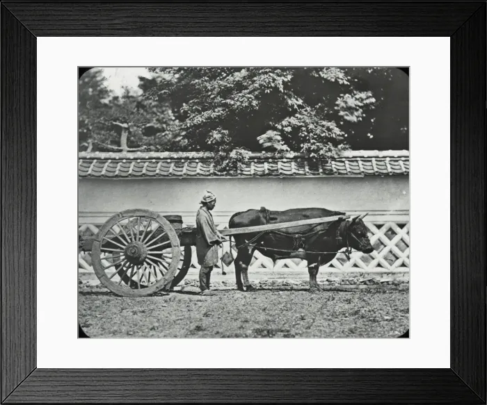 Framed Print : Japan - A Bullock cart of Kiyoto Framed Print : Japan - A Bullock cart of Kiyoto