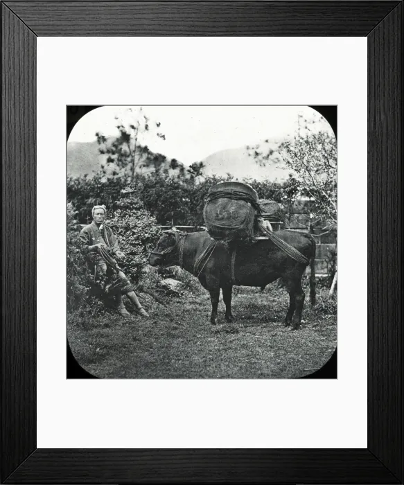 Framed Print : Japan - An Ox carrying tea Framed Print : Japan - An Ox carrying tea